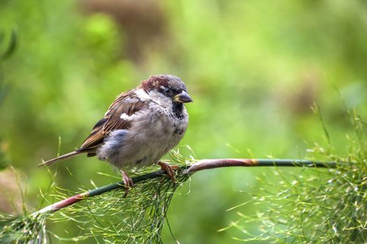Sparrow bird perched on a shrub branch which is a common garden bird found in the UK and Europe