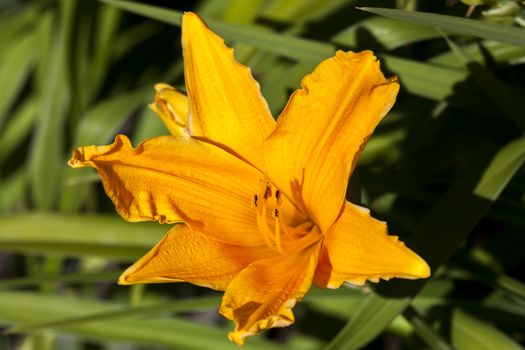 Hemerocallis 'Golden Prize' a spring flowering plant commonly known as daylily