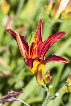 Hemerocallis 'Stafford' a spring flowering plant commonly known as daylily