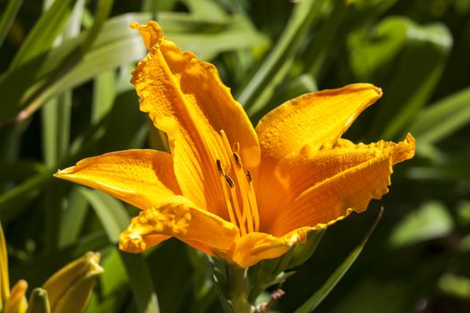 Hemerocallis 'Golden Prize' a spring flowering plant commonly known as daylily