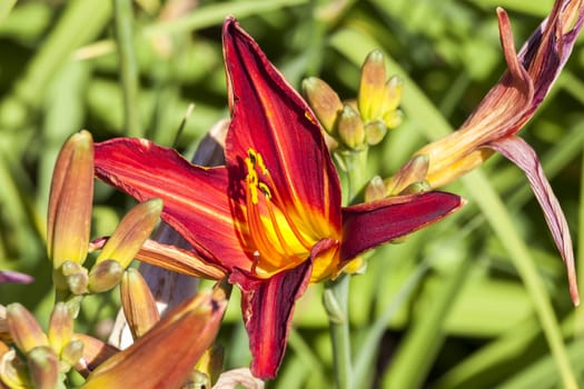 Hemerocallis 'Stafford' a spring flowering plant commonly known as daylily