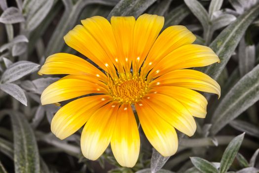 Gazania 'Talent Series' a spring summer flowering plant commonly known as treasure flower