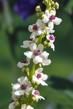 Verbascum chaixii 'Album' a white herbaceous springtime summer flower plant commonly known as mullein or velvet plant