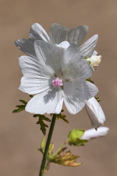 Malva 'Alba' a white herbaceous springtime summer flower plant commonly known as musk mallow