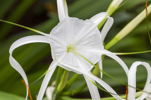 Hymenocallis x macrostephana a spring summer flowering plant commonly known as Spider Lily