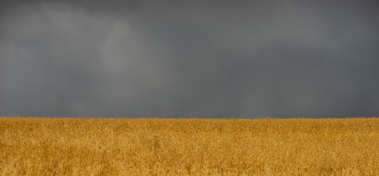 Rural Kakhetian landscape in Georgia with the fields and sky