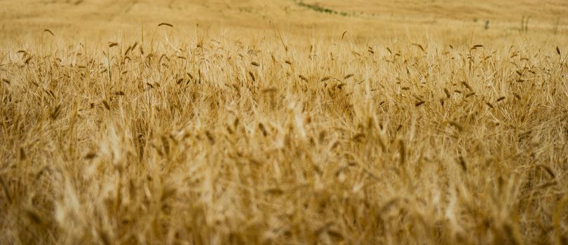 Close up of wheat ears in a field as a natural agricultural background