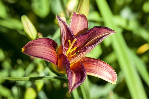 Hemerocallis 'Little Wine Cup' a spring flowering plant commonly known as daylily