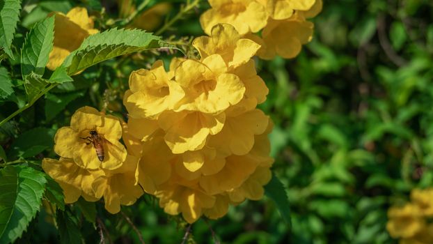 Yellow elder, Yellow bells, or Trumpetflower, Tecoma stans