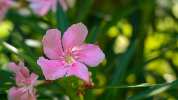 Pink oleander or Nerium oleander flower blossoming on tree. Beautiful colorful floral background. Selective focus. Copy space.