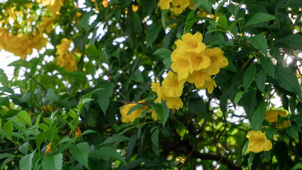 Yellow elder, Yellow bells, or Trumpetflower, Tecoma stans