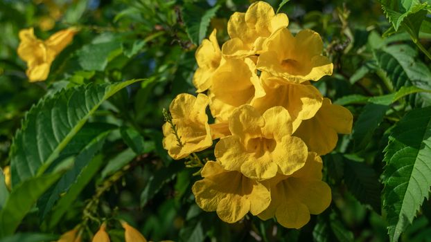 Yellow elder, Yellow bells, or Trumpetflower, Tecoma stans