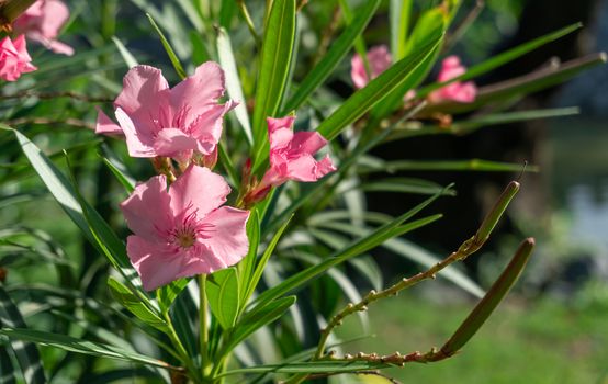Pink oleander or Nerium oleander flower blossoming on tree. Beautiful colorful floral background. Selective focus. Copy space.