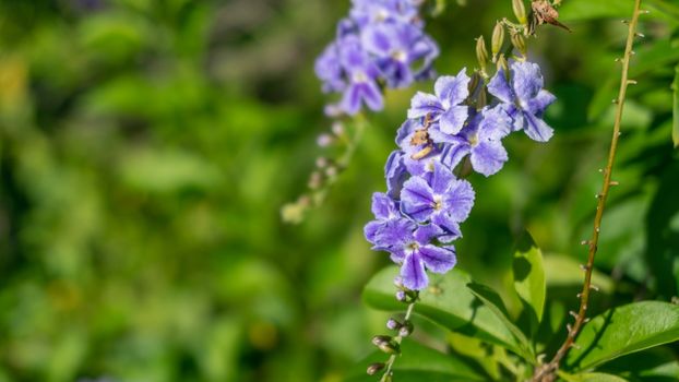 Duranta erecta, Purple small flowers on blurred background, Selective focus