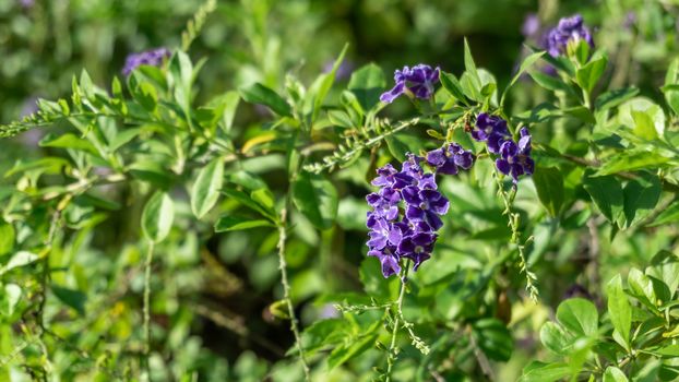 Duranta erecta, Purple small flowers on blurred background, Selective focus