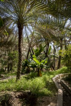 Palm grove and typical arabian garden in Wadi Bani Khalid, Sultanate of Oman. This kind of garden are very common in the region and they are using the water of the river passing just on the side or bringing from small canals up to the location they want.