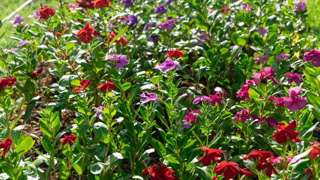 Madagascar periwinkle flower, Colorful vinca rosea flower in garden