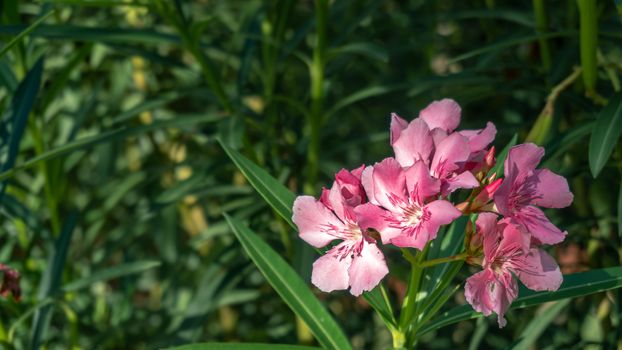 Pink oleander or Nerium oleander flower blossoming on tree. Beautiful colorful floral background. Selective focus. Copy space.