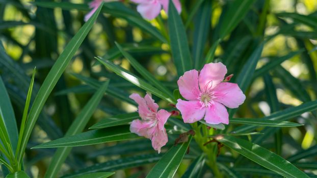 Pink oleander or Nerium oleander flower blossoming on tree. Beautiful colorful floral background. Selective focus. Copy space.