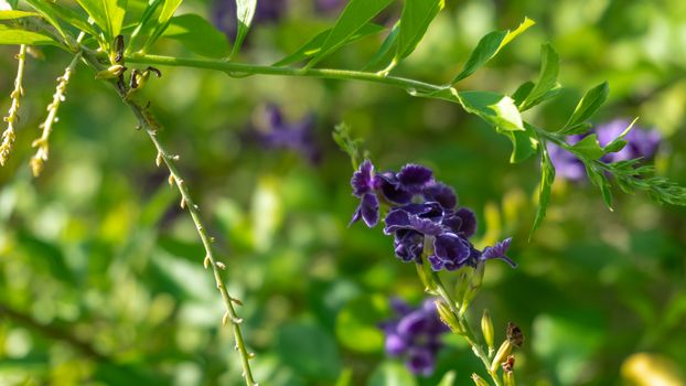 Duranta erecta, Purple small flowers on blurred background, Selective focus