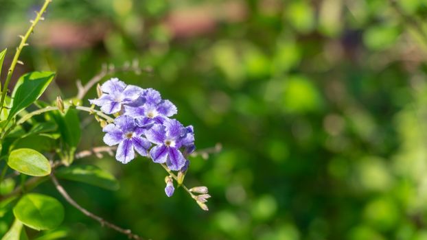 Duranta erecta, Purple small flowers on blurred background, Selective focus