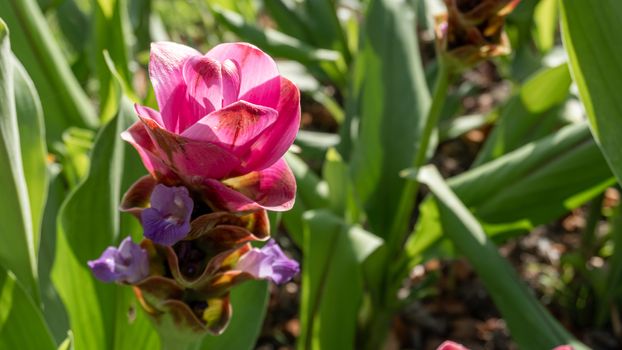 Pink Siam Tulip or Curcuma alismatifolia is a herbaceous perennial plant producing clumps of erect