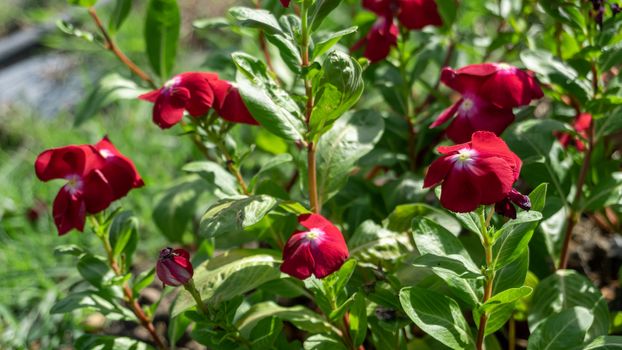 Red Madagascar periwinkle flower, Colorful vinca rosea flower in garden