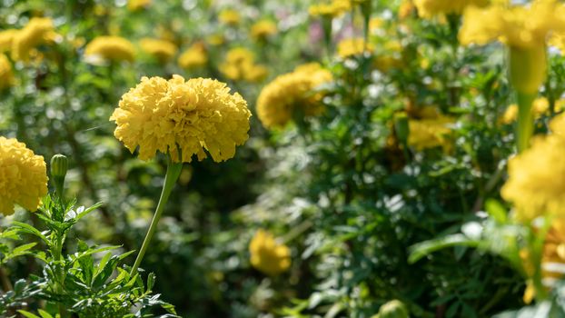 Marigold flower (Tagetes erecta, Mexican, Aztec or African marigold) in the garden.