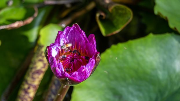 The bees are sucking nectar from the pollen of the pink water lily (Nymphaea) flowers in the pond.