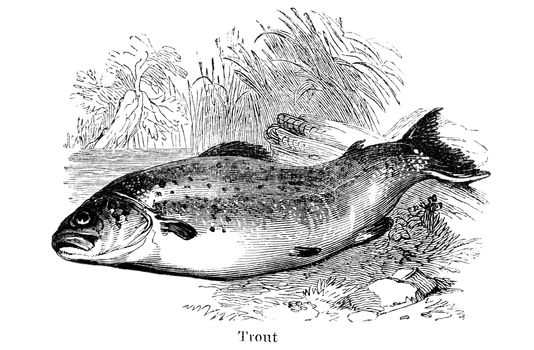An engraved vintage fish illustration image of a trout  from a Victorian book titled Angling by Robert Blakey dated 1857 that is no longer in copyright
