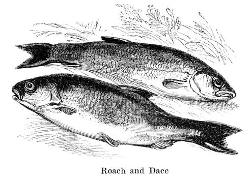 An engraved vintage fish illustration image of a roach and dace, from a Victorian book titled Angling by Robert Blakey dated 1857 that is no longer in copyright