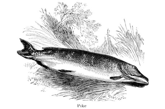 An engraved vintage fish illustration image of a pike  from a Victorian book titled Angling by Robert Blakey dated 1857 that is no longer in copyright