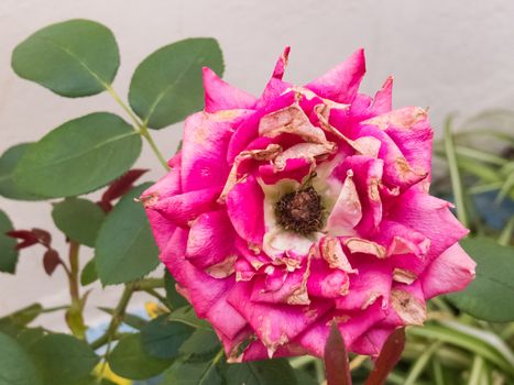 Closeup of a withered rose in the garden, with green leaves of the rose bush in the background.