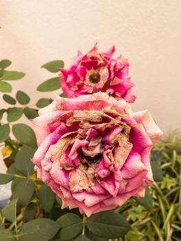 Closeup of two withered roses in the garden. Outdoors on a clear day.