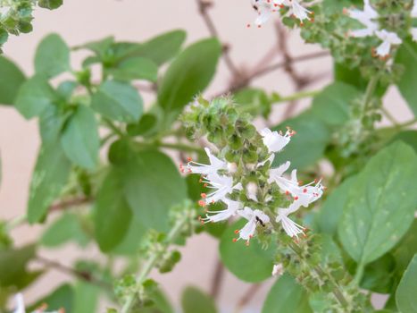 Sprig of basil on white flower close-up and green leaves in the background.