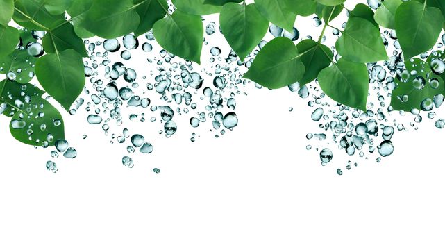 Summer rain concept. Freshness green leaves on background with water drops as frame