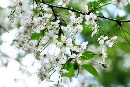 Nice white cherry flowers blossom in springtime