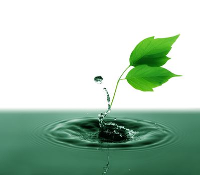 Freshness green leaves with water splash on white background