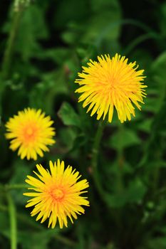 Nice yellow dandelion flowers against green grass background