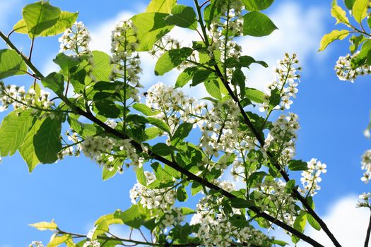 Nice white bird cherry flowers blossom in springtime