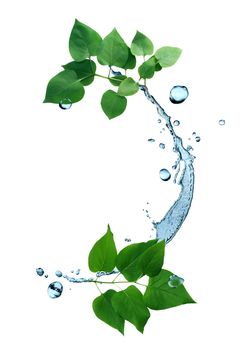Freshness green leaves with water splash on white background