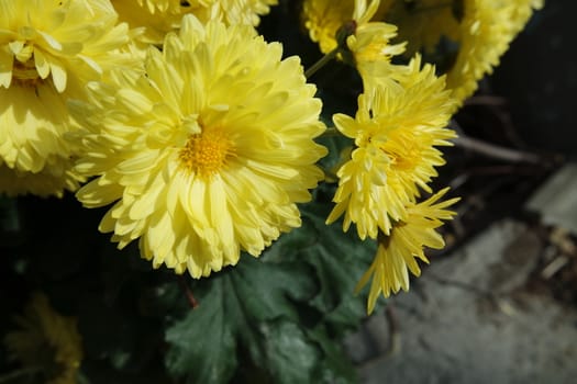 Closeup view of lovely yellow flower against a green leaves blurred background. This flower is found in South Korea.