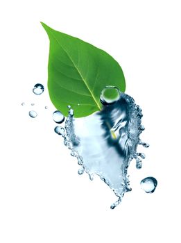 Freshness green leaf with water splash on white background