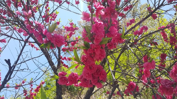 Close up view of several pink flowers with pink petals in spring season. A flower background for text and love messages