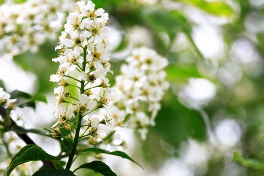 Nice white bird cherry flowers blossom in springtime