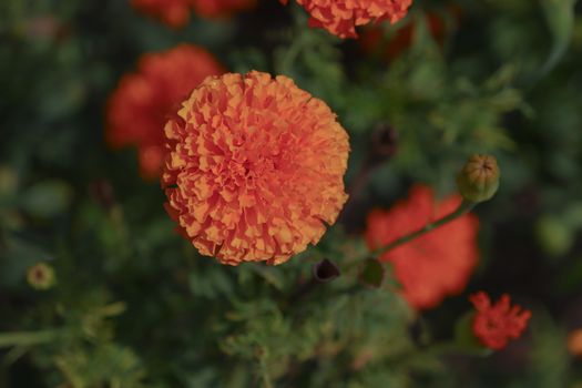 close up of Indian marigold flowers