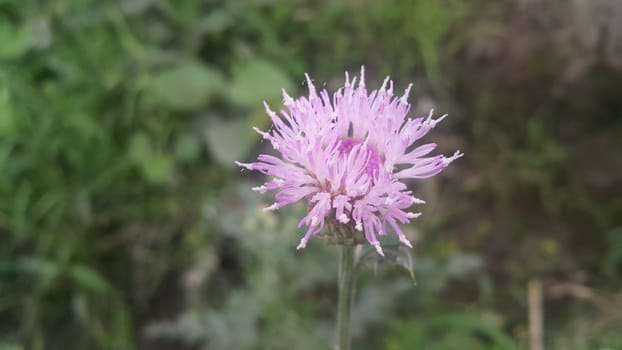 Perennial thistle plant with spine tipped triangular leaves and purple flower heads surrounded by spiny bracts. Cirsium verutum thistle also known as Cirsium involucratum.