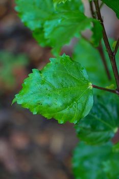 close up of bright green leaf of hibiscus tree
