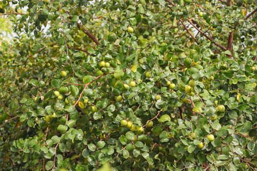 jujubes fruits on the tree branch in India