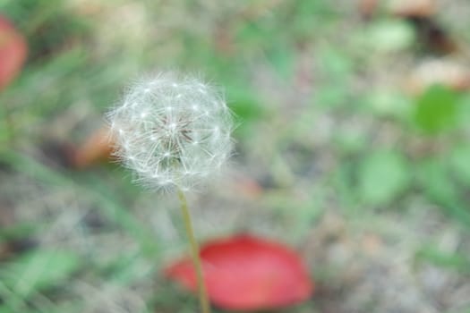 Delicate fluffy flower of dandelion selectively focused on a blurred green background. A closeup view